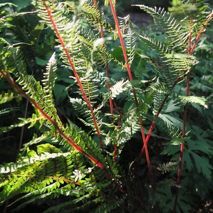 Athyrium filix-femina var. angustum forma rubellum Lady in Red - Regenbogenfarn (Foliage)