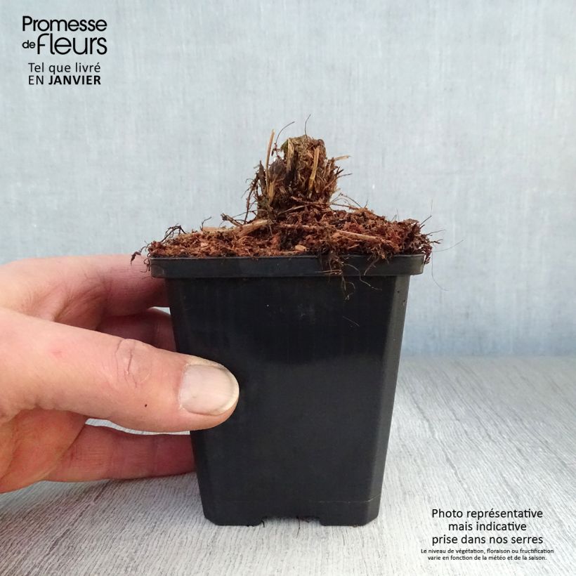 Exemplar von Athyrium filix-femina var. angustum forma rubellum Lady in Red - Regenbogenfarn Kleine Töpfe von 8/9 cm wie im Winter geliefert