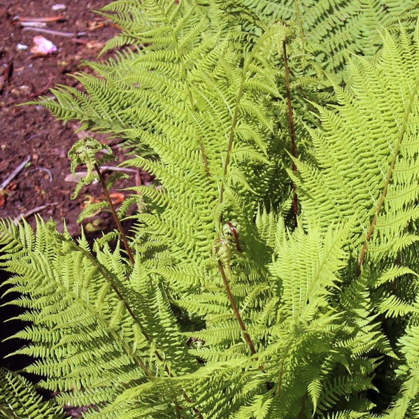 Athyrium filix-femina Rotstiel - Wald-Frauenfarn (Foliage)
