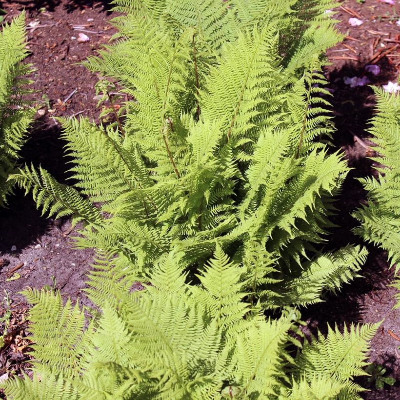 Athyrium filix-femina Rotstiel - Wald-Frauenfarn (Plant habit)