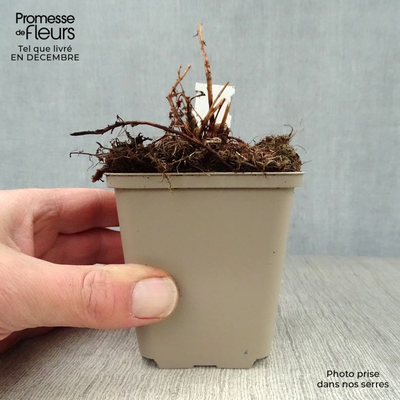 Exemplar von Athyrium filix-femina Victoriae - Wald-Frauenfarn Kleine Töpfe von 8/9 cm wie im Winter geliefert