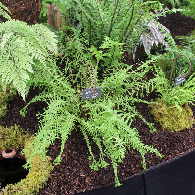 Athyrium filix-femina Victoriae - Wald-Frauenfarn (Plant habit)