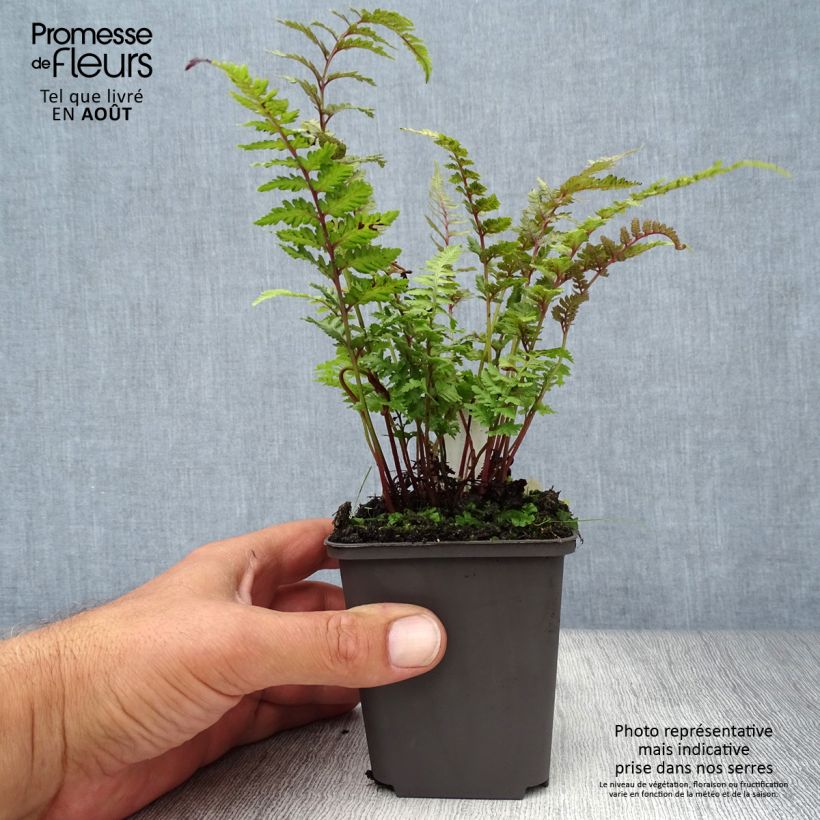 Exemplar von Athyrium niponicum Burgundy Lace - Regenbogenfarn Kleine Töpfe von 8/9 cm wie im Sommer geliefert
