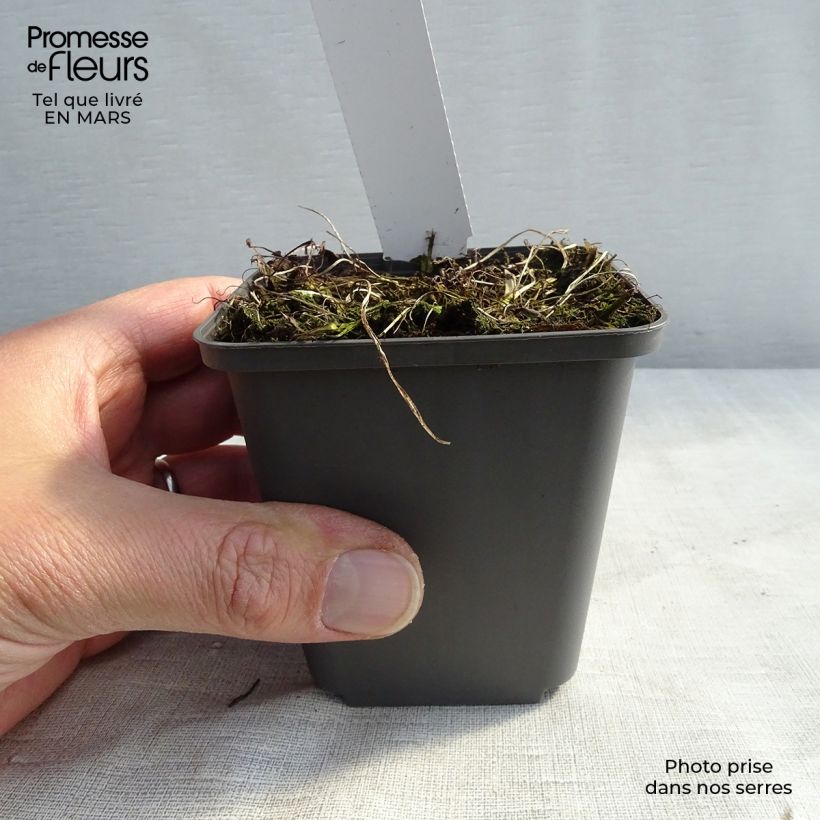 Exemplar von Athyrium niponicum Burgundy Lace - Regenbogenfarn Kleine Töpfe von 8/9 cm wie im Winter geliefert