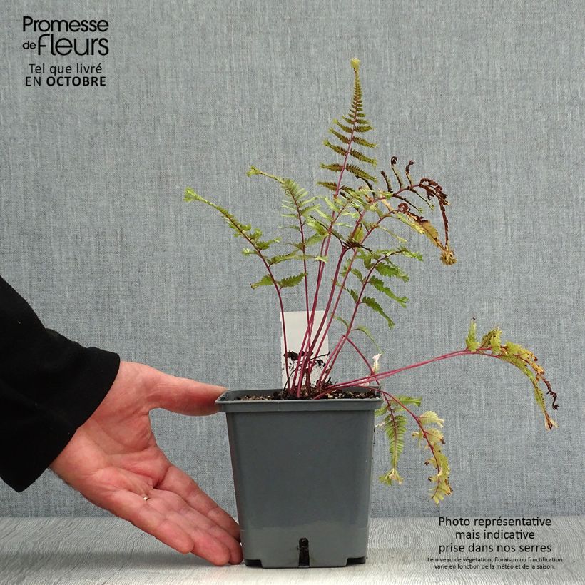 Exemplar von Athyrium niponicum Crested Surf - Regenbogenfarn Kleine Töpfe von 8/9 cm wie im Herbst geliefert