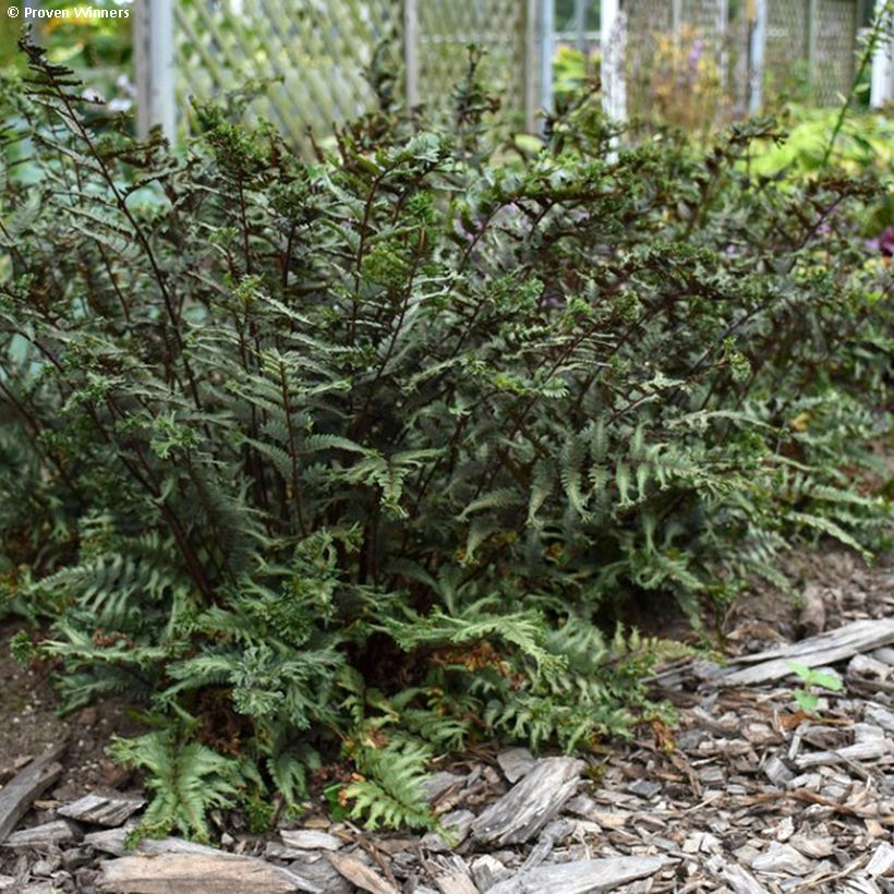 Athyrium niponicum Crested Surf - Regenbogenfarn (Plant habit)
