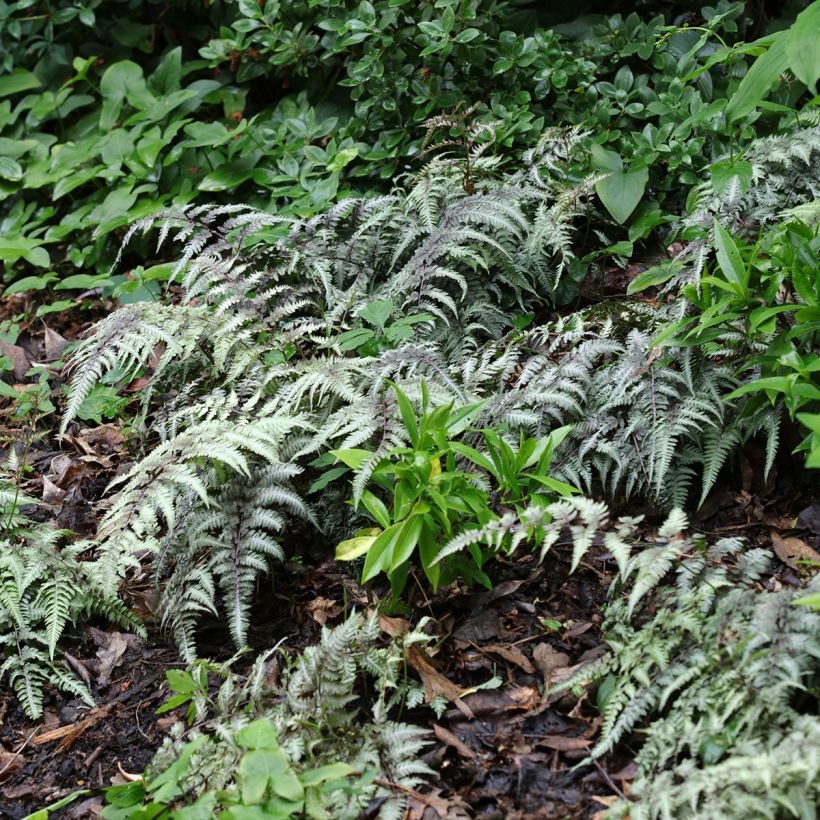 Athyrium niponicum Pewter Lace - Regenbogenfarn (Plant habit)