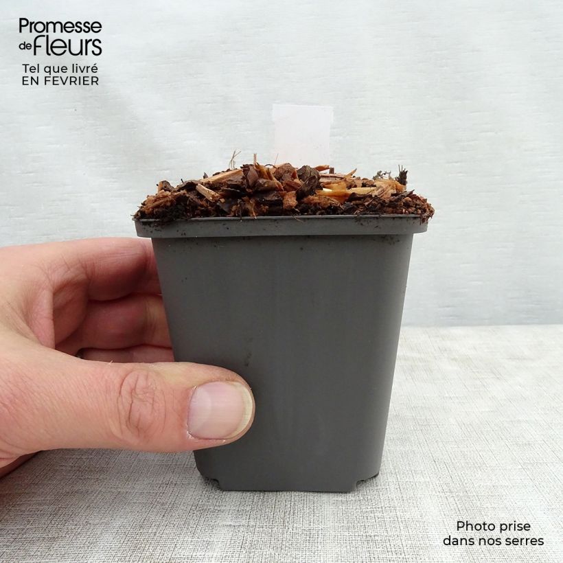 Exemplar von Athyrium niponicum Ursula's red - Regenbogenfarn Kleine Töpfe von 8/9 cm wie im Winter geliefert