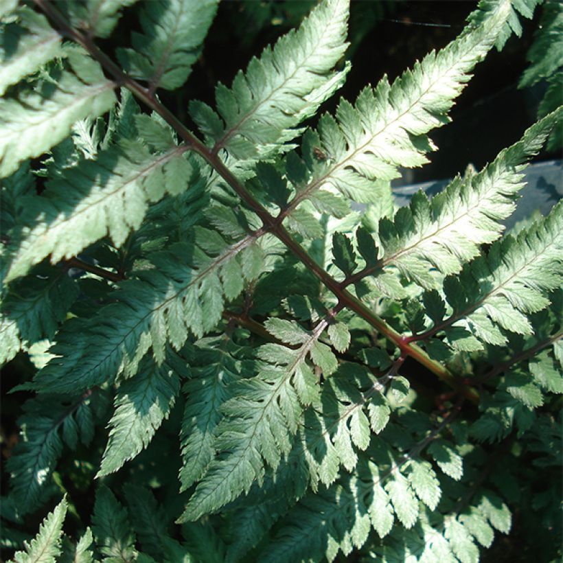 Athyrium niponicum Ursula's red - Regenbogenfarn (Foliage)