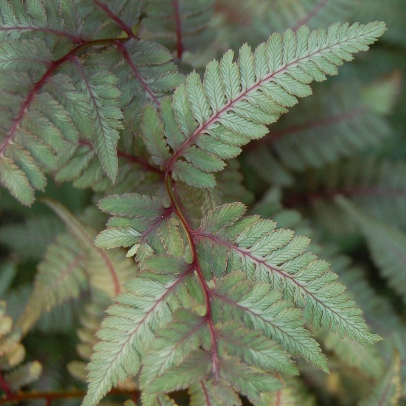 Athyrium niponicum var. pictum Red Beauty - Regenbogenfarn (Foliage)