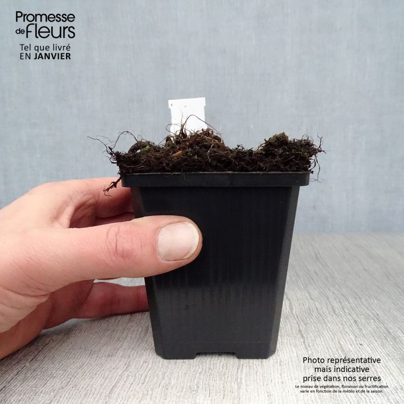 Exemplar von Athyrium niponicum var. pictum Red Beauty - Regenbogenfarn Kleine Töpfe von 8/9 cm wie im Winter geliefert