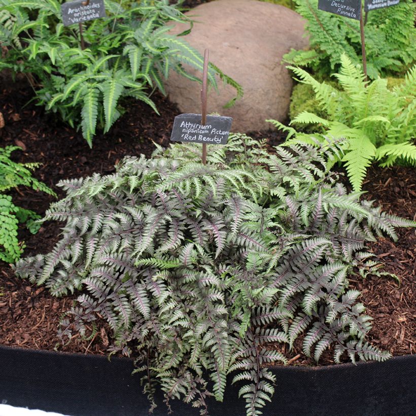 Athyrium niponicum var. pictum Red Beauty - Regenbogenfarn (Plant habit)