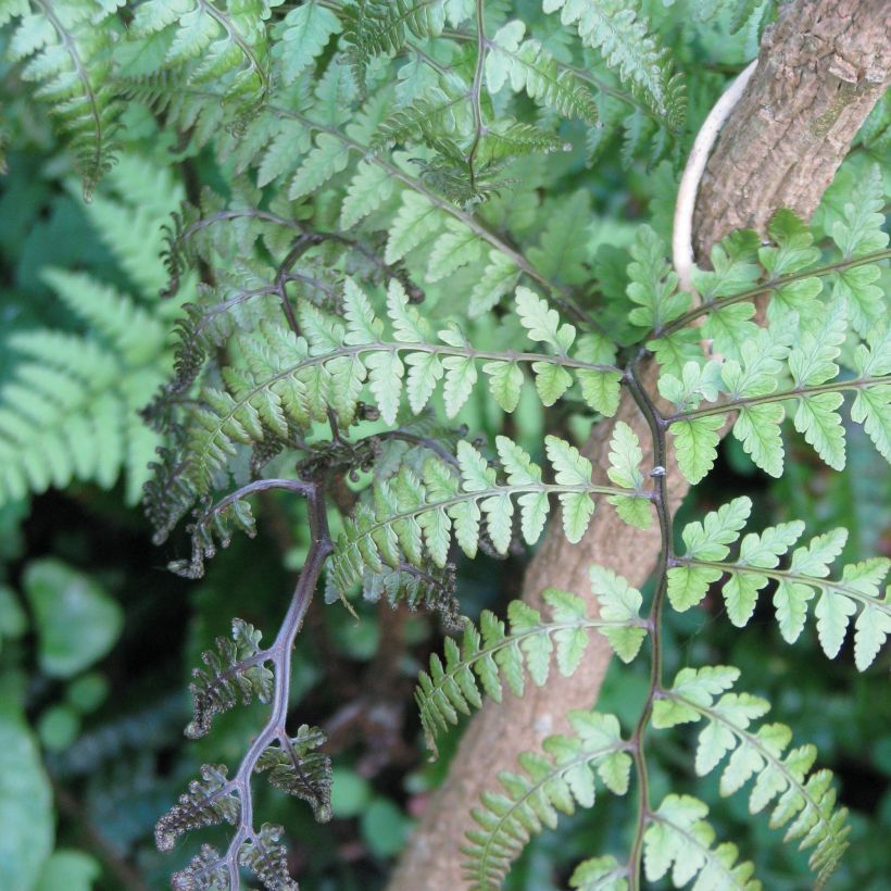 Athyrium otophorum var. okanum - Öhriger Frauenfarn (Foliage)