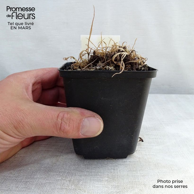 Exemplar von Athyrium otophorum var. okanum - Öhriger Frauenfarn Topf mit 2L/3L wie im Winter geliefert