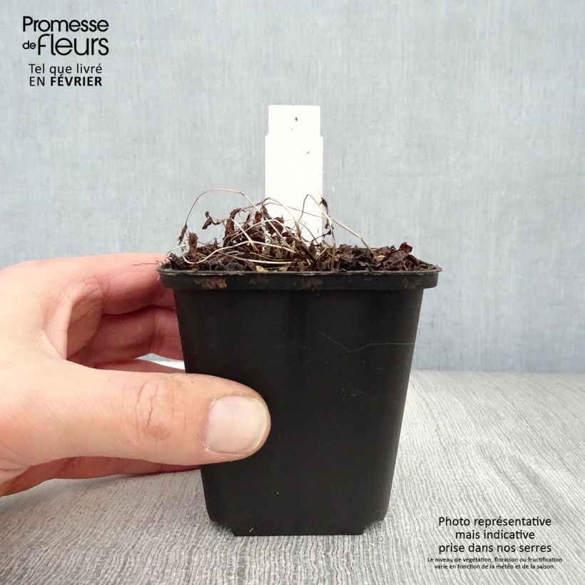 Exemplar von Athyrium vidalii - Asiatischer Frauenfarn Kleine Töpfe von 8/9 cm wie im Winter geliefert