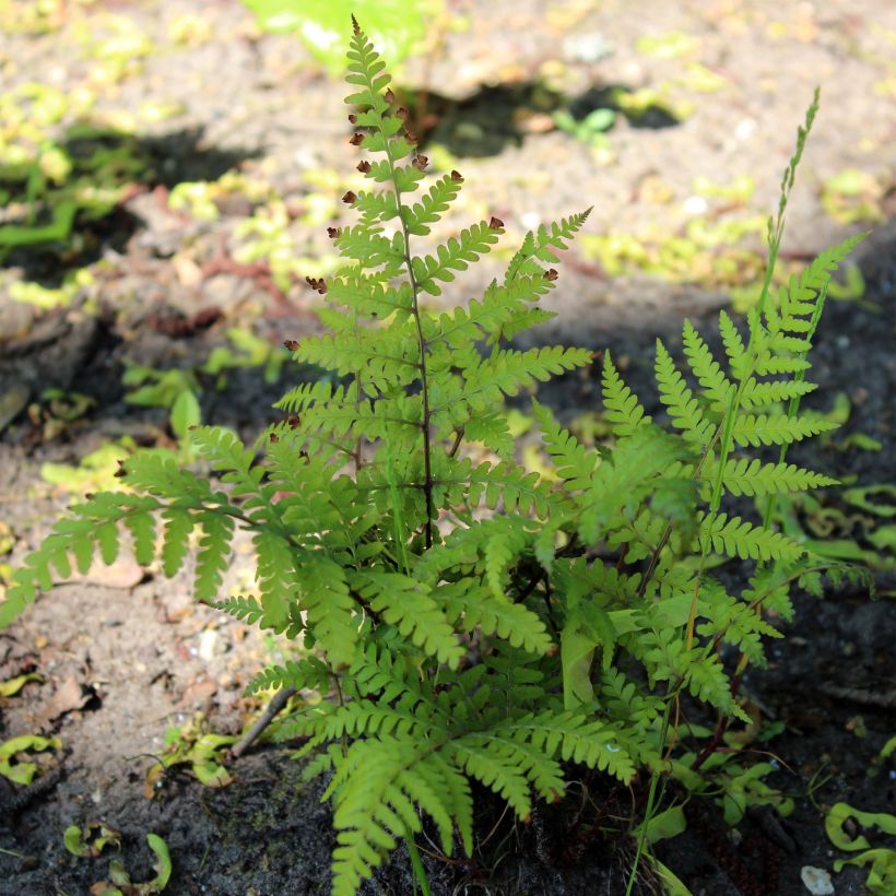 Athyrium vidalii - Asiatischer Frauenfarn (Plant habit)