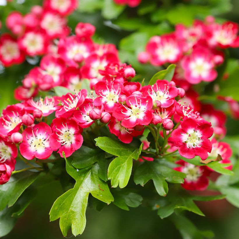 Crataegus laevigata Crimson Cloud - Zweigriffliger Weißdorn (Flowering)