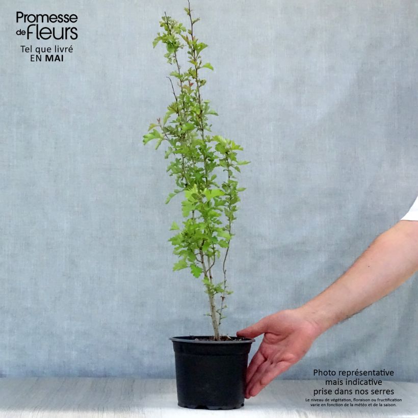 Exemplar von Crataegus monogyna - Eingriffliger Weißdorn Topf mit 2L/3L wie im Frühjahr geliefert