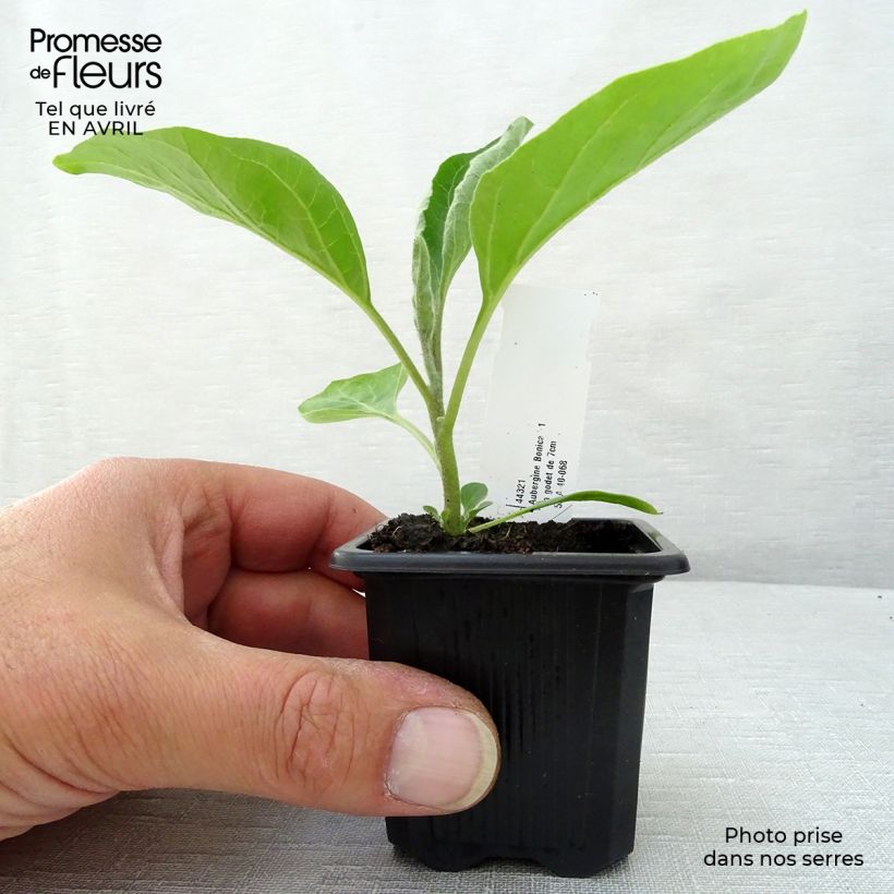 Example of Aubergine Baluroi F1 Kleine Töpfe von 7/8 cm as you get in printemps