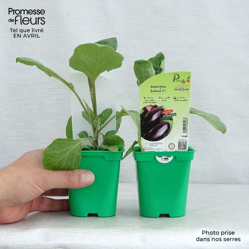 Example of Aubergine Baluroi F1 Topf 10 cm/11cm as you get in printemps