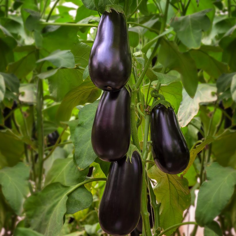 Aubergine Black Beauty AB Bio (Plant habit)