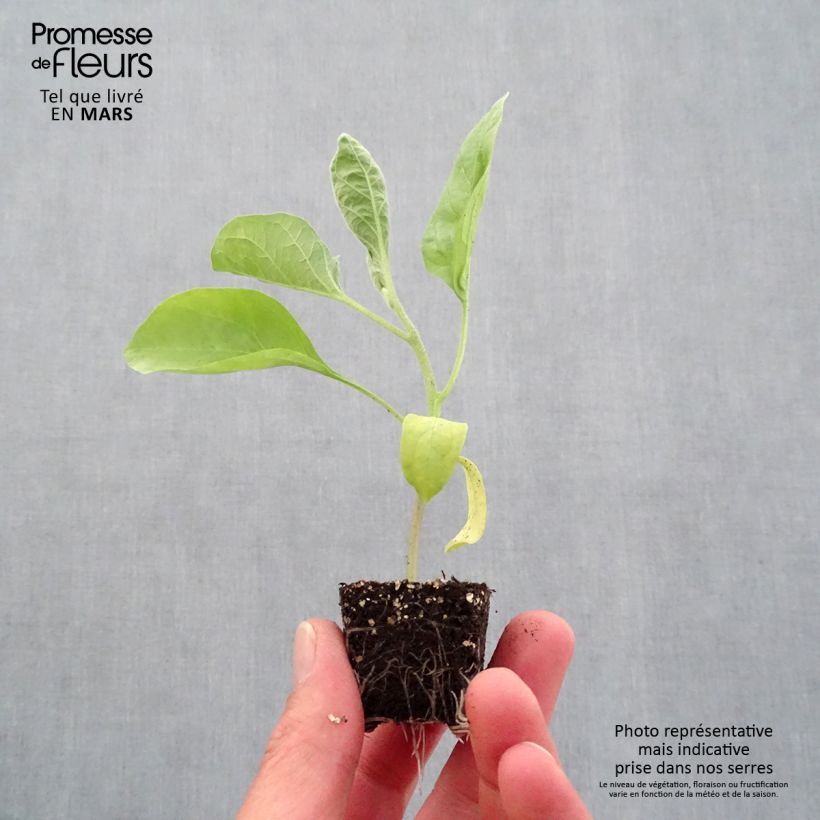 Example of Aubergine Bonica F1 Mini-Plug Ø 3/4 cm as you get in printemps