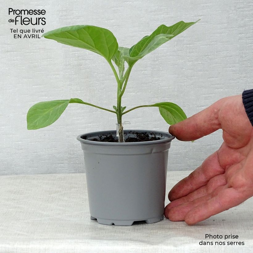 Example of Aubergine Bonica (Veredelte Aubergine) Kleine Töpfe von 8/9 cm as you get in printemps