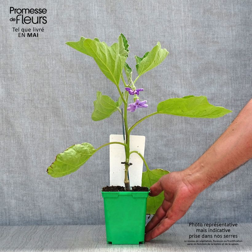 Example of Aubergine Clara F1 (Veredelte Aubergine) Kleine Töpfe von 8/9 cm as you get in printemps