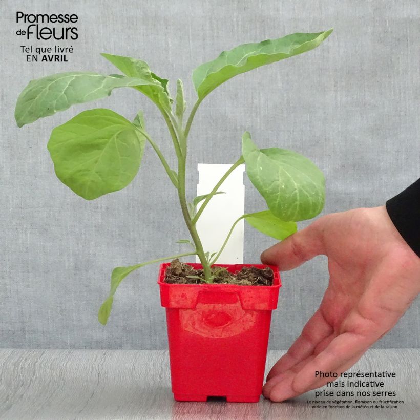 Example of Aubergine Classic hybrid F1 Topf 10 cm/11cm as you get in printemps