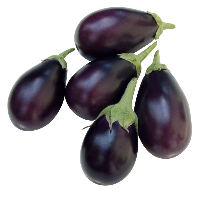 Aubergine Ophelia F1 (Pflanzen) (Harvest)