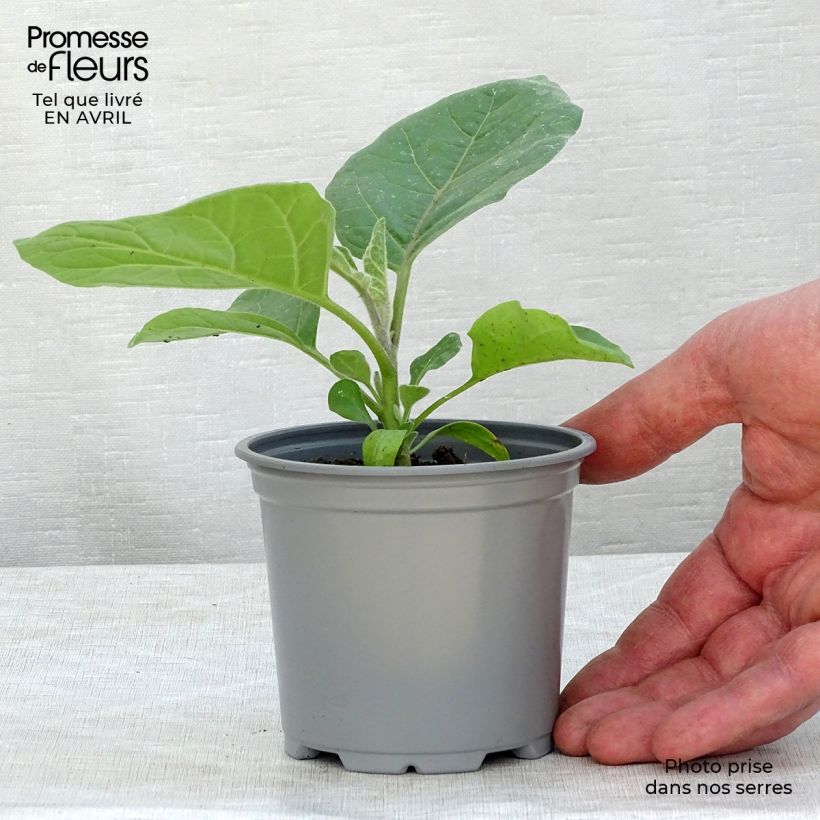 Example of Aubergine Ophelia F1 (Pflanzen) Kleine Töpfe von 8/9 cm as you get in printemps