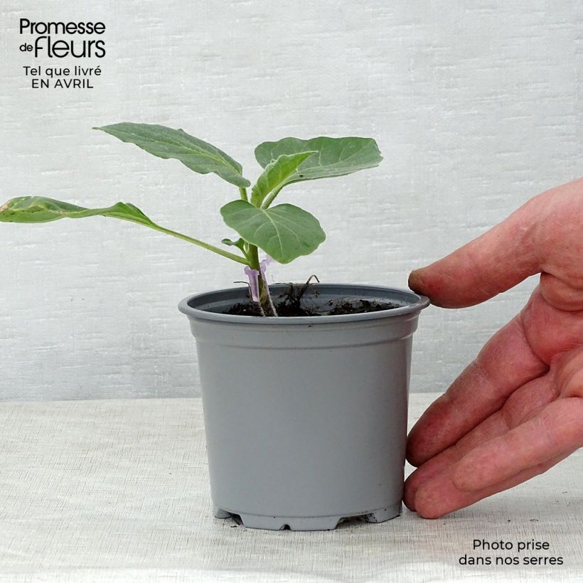 Example of Aubergine Rania F1 (Veredelte Aubergine) Kleine Töpfe von 8/9 cm as you get in printemps