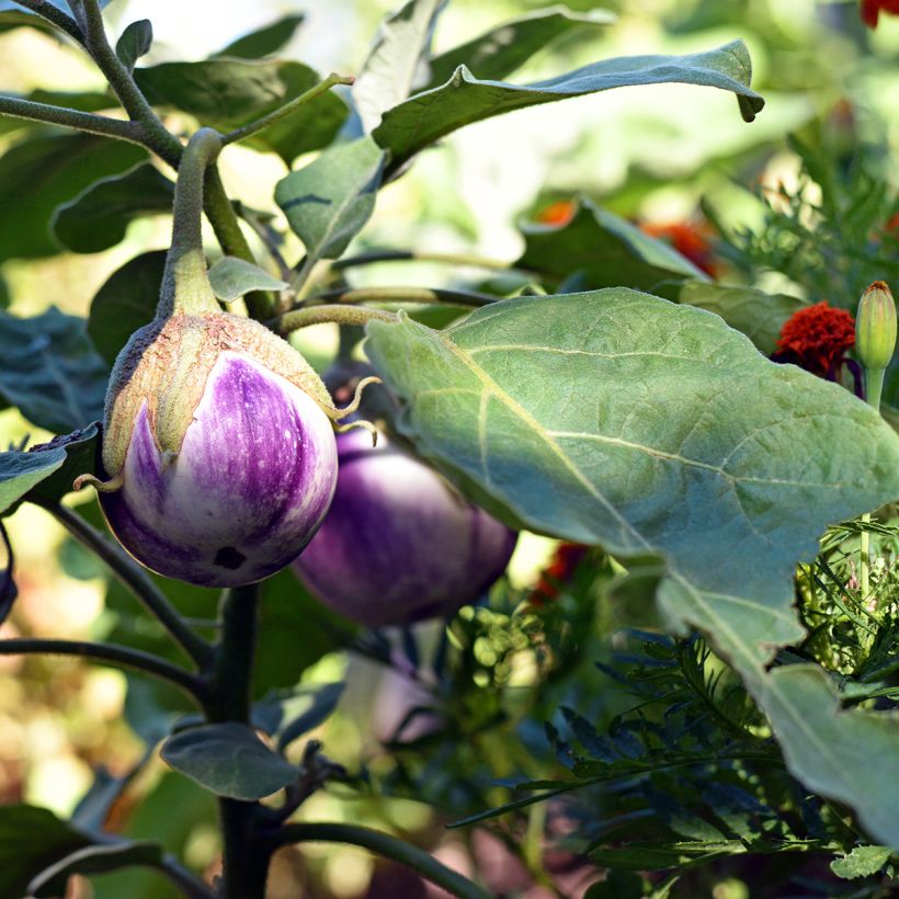 Aubergine Aubergine Rotonda Bianca Sfumata Di Rosa Bio (Plant habit)
