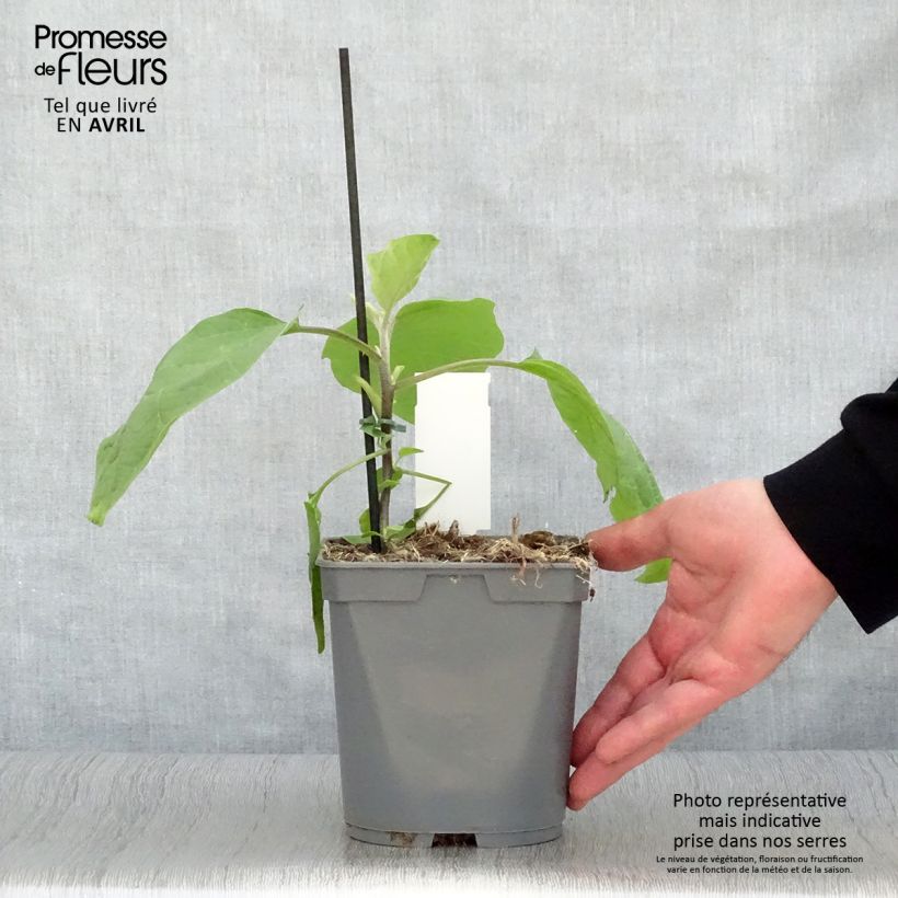 Example of Aubergine Sultane (Veredelte Aubergine) Topf 10 cm/11cm as you get in printemps