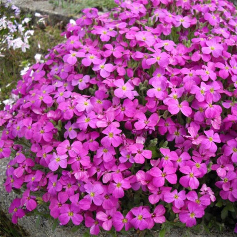Blaukissen Bressingham Red - Aubrieta (Plant habit)