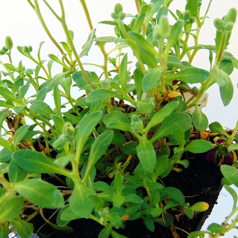 Blaukissen Bressingham Red - Aubrieta (Foliage)