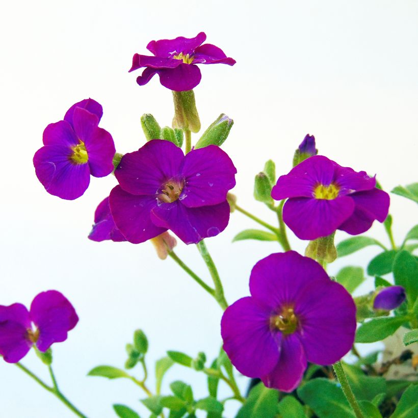 Blaukissen Bressingham Red - Aubrieta (Flowering)