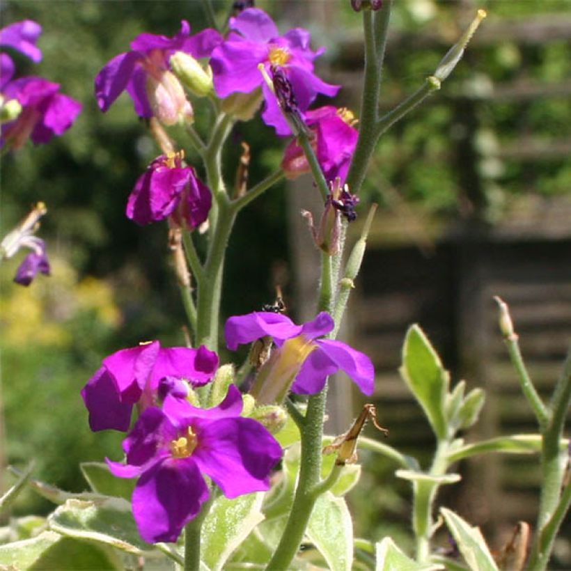 Blaukissen Dr Mules Variegated - Aubrieta (Flowering)