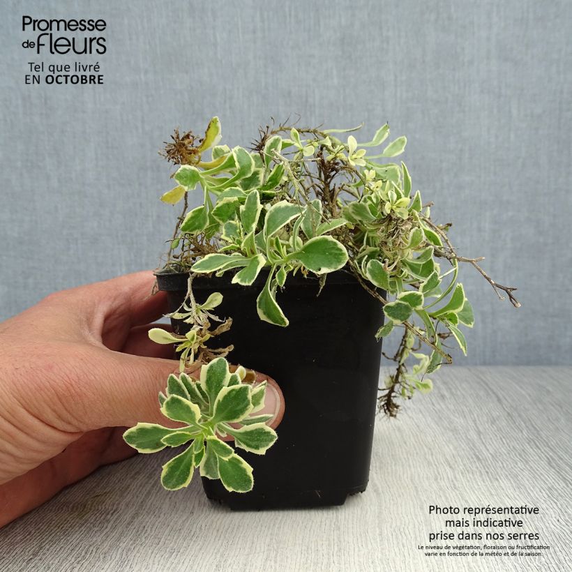 Example of Blaukissen Dr Mules Variegated - Aubrieta Kleine Töpfe von 8/9 cm as you get in automne