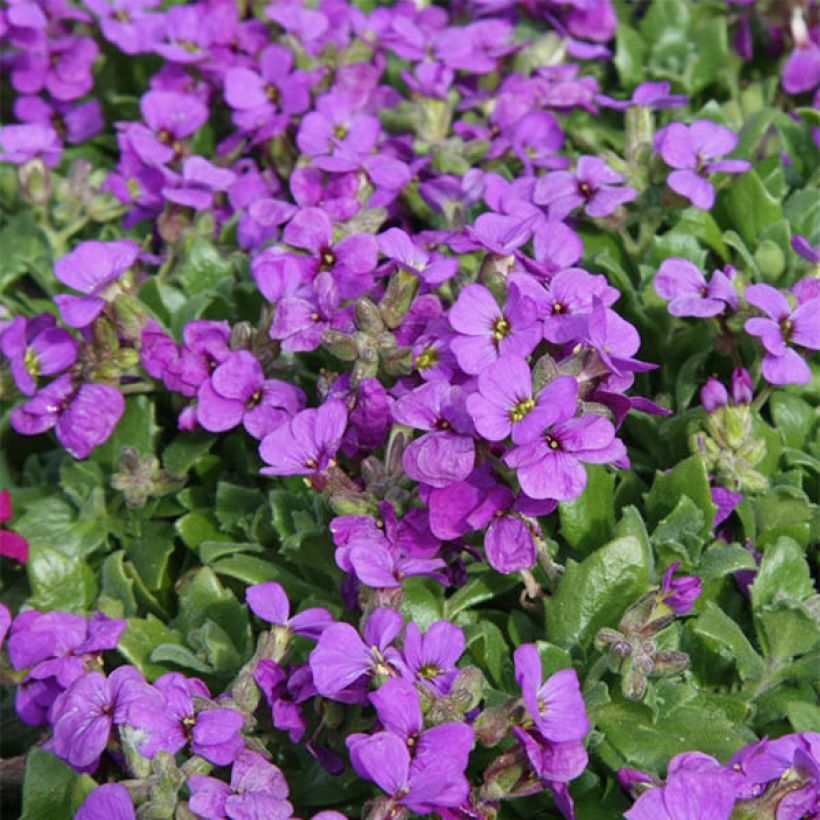 Blaukissen Hamburger Stadtpark - Aubrieta (Flowering)