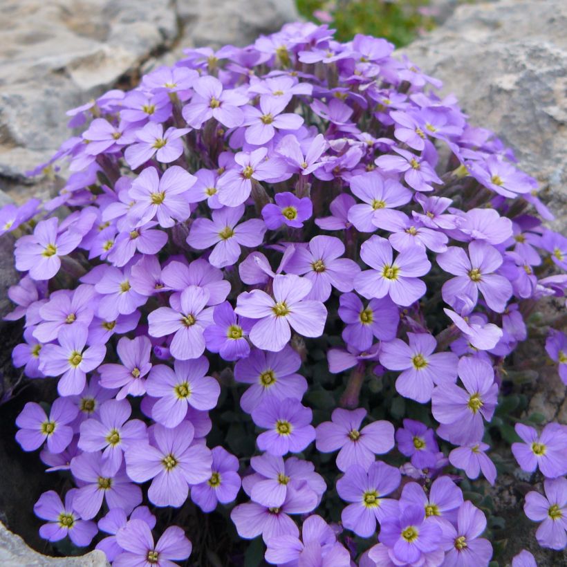 Blaukissen Novalis Blue - Aubrieta (Plant habit)
