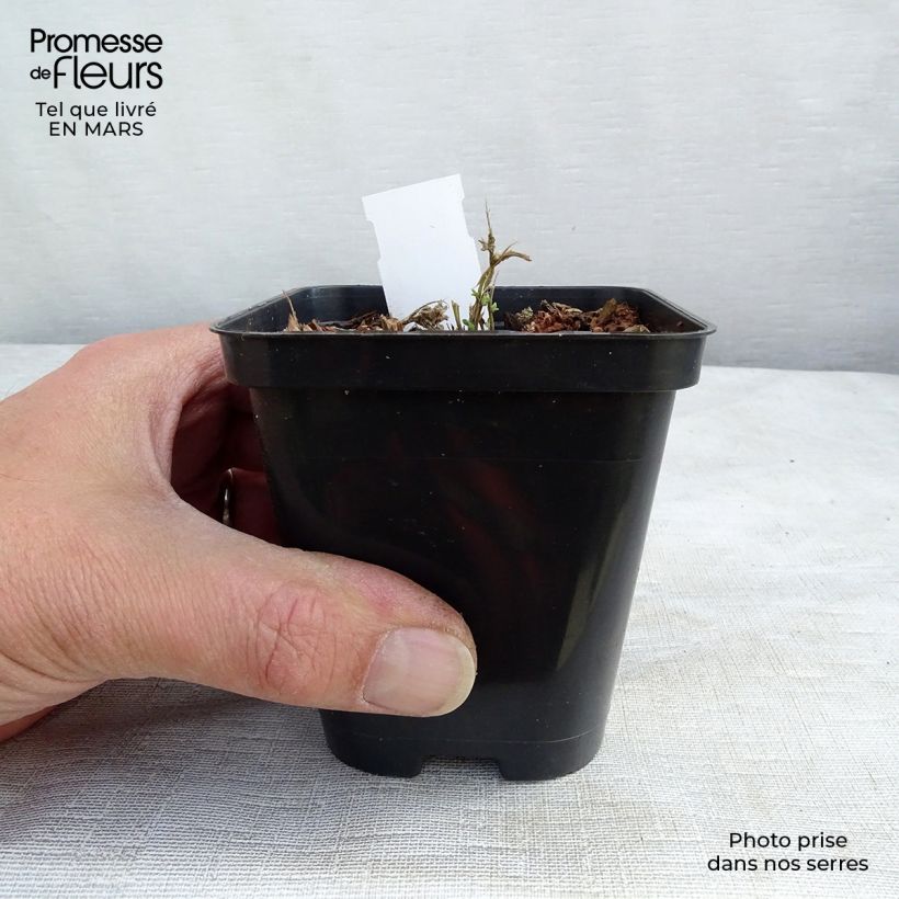 Exemplar von Blaukissen Royal Blue - Aubrieta Kleine Töpfe von 8/9 cm wie im Frühjahr geliefert