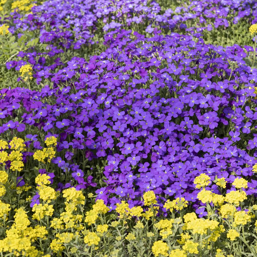 Blaukissen Royal Blue - Aubrieta (Plant habit)