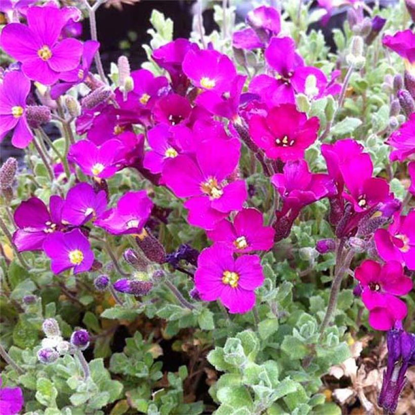 Blaukissen Cascade Red - Aubrieta (Flowering)