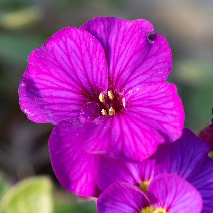 Blaukissen Elsa Lancaster - Aubrieta (Flowering)