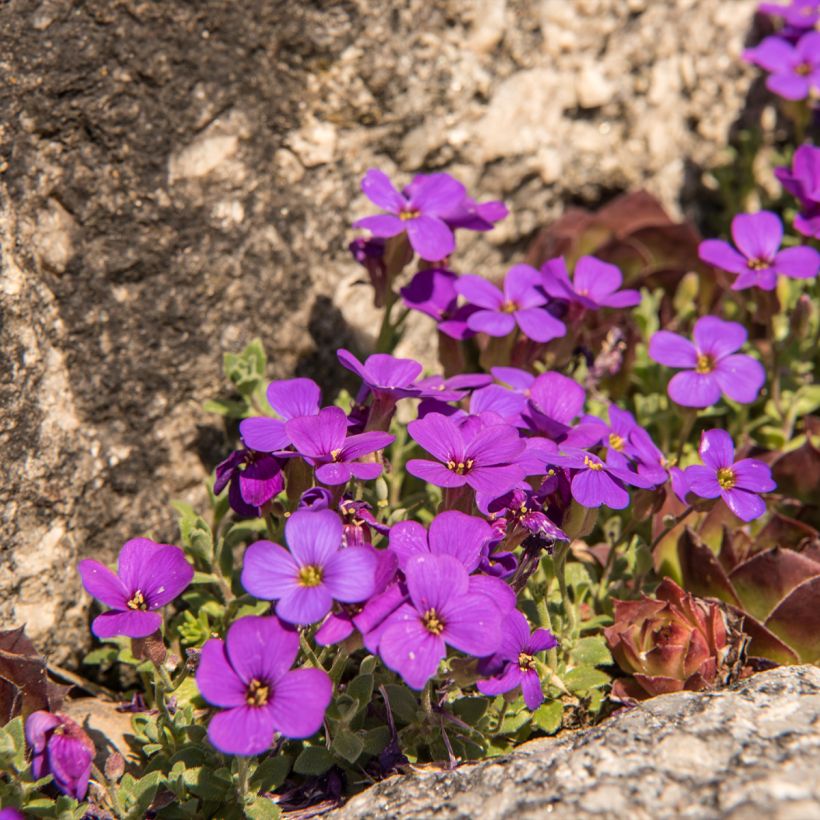 Blaukissen Elsa Lancaster - Aubrieta (Plant habit)