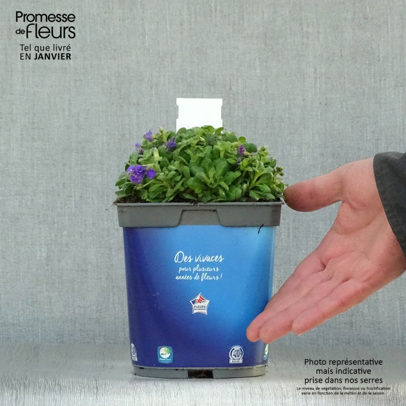 Exemplar von Blaukissen Kitte Blue - Aubrieta Topf mit 2L/3L wie im Winter geliefert
