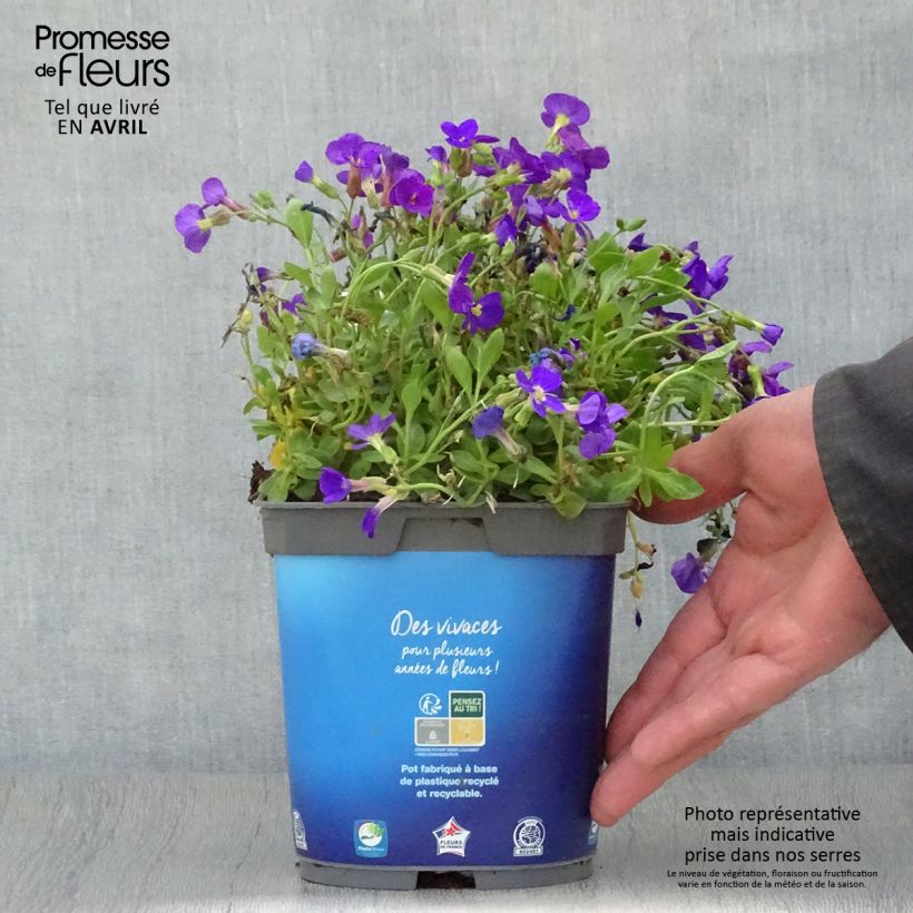 Exemplar von Blaukissen Kitte Blue - Aubrieta Topf mit 2L/3L wie im Frühjahr geliefert