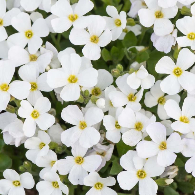 Blaukissen Kitte White - Aubrieta (Flowering)