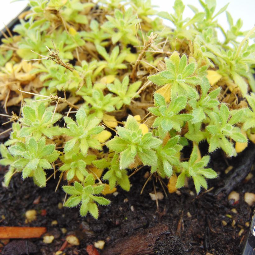 Blaukissen Fiona - Aubrieta (Foliage)